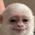 albert the monkey