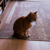 ansem's cat