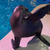 arie the sealion