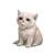 baby cash cat