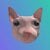 bingus the cat