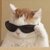 bluffcat