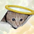 ceiling cat