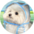 coat dog