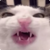 crunchcat