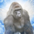 cto harambe