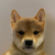 dogwifnohat