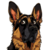 hund