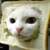 inbred cat
