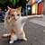 karate cat