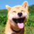 maru dog