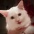 mr mayonnaise the cat