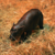 new born haggis pygmy hippo