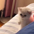 one punch cat