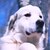 pnut's dog