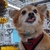 qubit the quantum dog