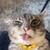 rigby the cat