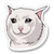 sad meow
