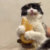 sandwich cat
