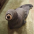 seal dog