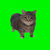 spinning cat