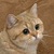 starecat