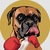 suiboxer