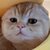 taocat by virtuals