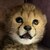 the baby cheetah
