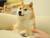 own the doge