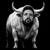 the white bull