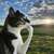 thinking cat