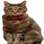 tsutsuji doge's sister
