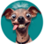ugly dog