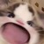 wawa cat