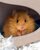 woolly mouse