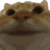 yepcat